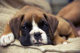 5 Things To Know About Boxer Puppies Greenfield Puppies