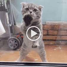 Big Fan Of Michael Jackson Cute Cats And Kittens Funny Cute Cats Cute Cats