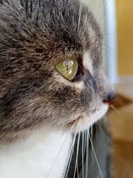 Demet Bayrakgil Adli Kullanicinin Cats And Kittens Panosundaki Pin
