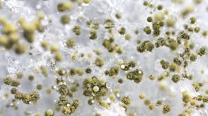 See full list on wikihow.com Mold Dangers In Mobile Homes