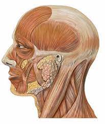 17 you can thank the 12 muscles that screwed your face into a frown and the six intrinsic laryngeal muscles that caused your vocal chords to cough up that whimpering wail. Frown Wikipedia
