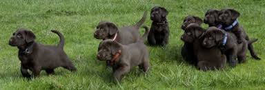 Labrador retriever puppies what you need to know about lab. Labrador Retriever Puppies For Sale
