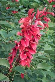 Image result for Erythrina crista-galli