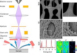 Explain the role of bone salts and the organic matrix in making bone both hard and flexible. 50 Years Of Scanning Electron Microscopy Of Bone A Comprehensive Overview Of The Important Discoveries Made And Insights Gained Into Bone Material Properties In Health Disease And Taphonomy Bone Research