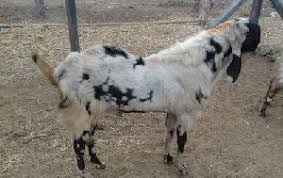 This goat breed is distributed mainly sojat, aau (phalodi), pipar, jodhpur and other small regions of rajasthan, india. Live Sojat Goat Kids Buy Live Sojat Kids Goat For Best Price At Inr 330 Kilogram Approx