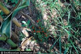 Image result for Striga asiatica