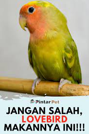 Ini Ternyata Rahasia Makanan Burung Lovebird Biar Makin Gacor Makanan Burung Makanan Burung