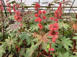 Image result for Ricinus