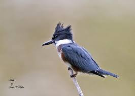 Blue Identification Birds Of Colorado Belted Kingfisher Wish I Could Pin The Sound Too Birds Kingfisher Bird Identification