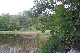 Century 21 estimates the median home price in springwater is $179,450. Land For Sale 19 Acres Near Springwater Ny Landsalelistings