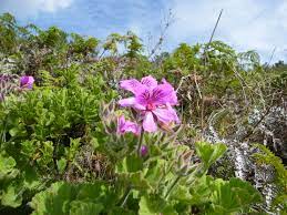 Pelargonium / ˌpɛlɑːrˈɡoʊniəm / is a genus of flowering plants which includes about 280 species of perennials, succulents, and shrubs, commonly known as geraniums, pelargoniums, or storksbills. Pelargonien Wikipedia