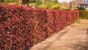 Blutbuche Garten Buchenhecke Und Pflanzenkunde