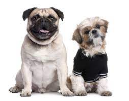 Puppies For Sale In Georgia - Adoptapetcom