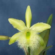 Image result for Cavacoa aurea