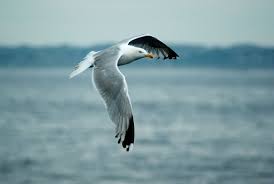 Pdf Mp3 Human Piano Solo New Age Ambient License Copyright C Patrice Tambon More Sheet Music Here Htt Herring Gull Sea Birds Seagulls Flying