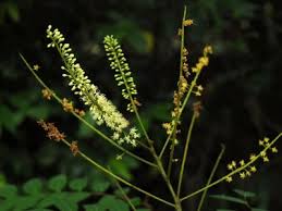 Image result for Amblygonocarpus andongensis