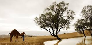 Officials say the wild camels are endangering locals and pastoral lands as they struggle to find water during australia's drought and heat. Israel Floods Replenish The Med And Dead Sea Green Prophet