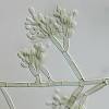 Fonsecaea pedrosoi is the most common pathogen in tropical areas. 1