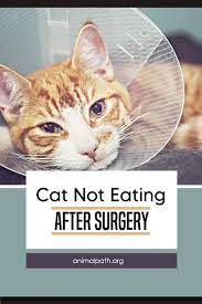 Cat Not Eating After Surgery After Surgery Cat Care Tips Losing A Pet