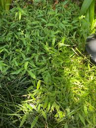 Image result for Oplismenus