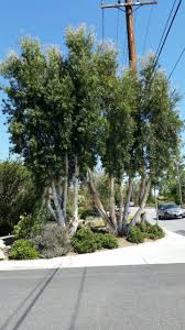 Image result for Melaleuca quinquenervia