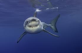 great white sharks gather in droves in