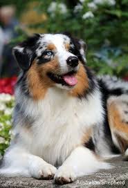 All Black Australian Shepherd Puppy Australian Shepherd Puppy Funny In 2020 Aussie Dogs Australian Shepherd Dogs Australian Shepherd