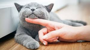 Harga persia medium juga lebih murah. Pencinta Kucing Kenali 8 Jenis Kucing Paling Mahal Di Dunia Kongsi Tular Semasa Forum Cari Infonet
