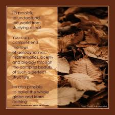 Poem By Joy Harjo The Woman Who Fell From The Sky Poems Photo Credit Anita Austvika Plocomiwords Poem A Day Poems The Book Thief