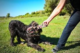 Der garten soll für den hund ein ort sein, an dem er sich ausleben, spielen oder ausruhen kann. 33 Hunde Spiele Fur Drinnen Draussen Die Dein Hund Lieben Wird