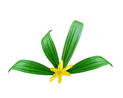 Image result for Curculigo