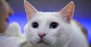 ruyada kedi gormek nedir ruyada kara ve beyaz kedi gormek evde kedi isirmasi tabiri son dakika haberler