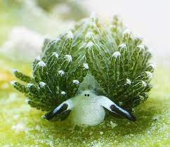 These tiny creatures get their energy from the sunlight, by eating algae which are then absorbed by their bodies. The Leaf Sheep Sea Slug Is Cute Af Natureisfuckinglit