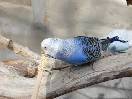 With billy crudup, paul giamatti, david hornsby, kristen wiig. Two Pretty Birds Eating Off A Treat Stick Picture Of Fort Worth Zoo Tripadvisor