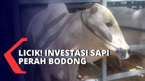 Przeczytaj porady oraz artykuły jak napisać dokumenty aplikacyjne do pracy. Investasi Sapi Perah Bodong Youtube