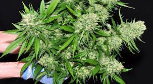 Como Manicurar Tus Plantas De Marihuana La Huerta Blog