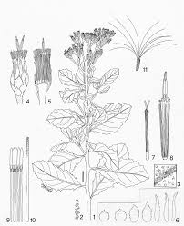 Image result for Vernonia nepetifolia