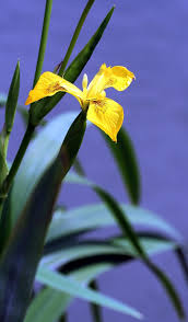 Kumpulan gambar tentang gambar bunga iris kuning, klik untuk melihat koleksi gambar lain di kibrispdr.org. Iris Rawa Kuning Vegetasi Kelopak Bunga Kuning Sungai Juga Pikist