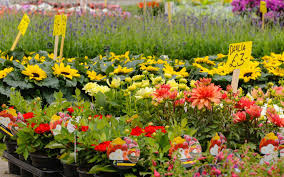 Spécialisée dans la vente de plantes rares, originales et insolites, mais aussi de variétés potagères régionales, anciennes et oubliées. Jardinerie En Ligne Acheter Ses Plantes Par Correspondance Sans Se Planter