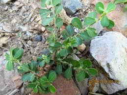 Image result for Phyllanthus maderaspatensis
