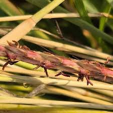 Image result for Ischaemum afrum