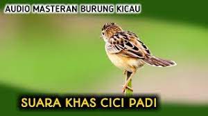 Yang cocok,kemudian untuk link download suara burung cici padi merah betina ada di. Suara Burung Cici Padi Masteran Youtube
