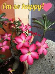These east african and arabian natives are wonderful in the interior container garden or as warm climate additions to the patio display. 6 Common Issues With Desert Rose Possible Fixes