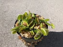 Venus flytraps were among the species hit hardest by the practice. 3 Small B52 Giant Venus Flytraps Fly Trap Carnivorous Plants Dionaea Muscipula Ebay