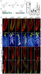 Plant cells that reproduce by mitosis make identical copies of themselves to sustain the local population. Cell Kinetics Of Auxin Transport And Activity In Arabidopsis Root Growth And Skewing Nature Communications