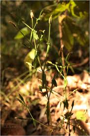 Image result for Canscora alata