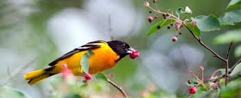 Check out amazing oriole_bird artwork on deviantart. Oriole Pics And Tips Wild About Birds