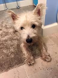 To find additional norwich terrier dogs available for adoption check: Columbus Oh Westie West Highland White Terrier Meet Frazier A Pet For Adoption