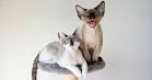 Devon Rex Cat - Full Profile, History, and Care