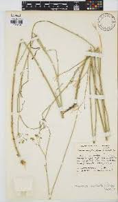 Image result for Deverra denudata